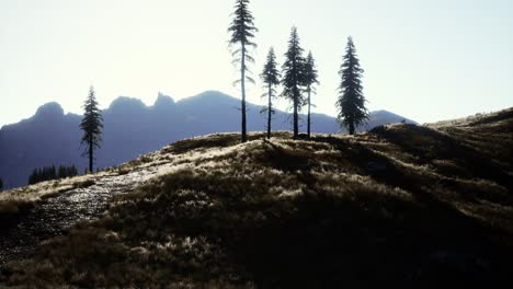 trees on meadow between hillsides with conifer forest