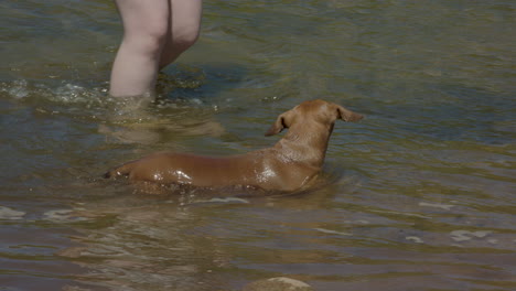 perro salchicha nadando junto al dueño antes de girar para recibir una palmadita en la cabeza