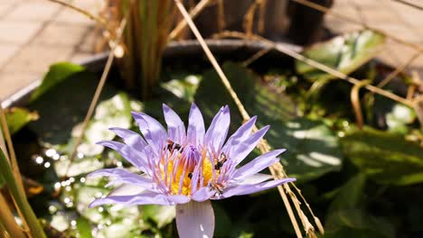 bee interacting with lotus at wat pho temple