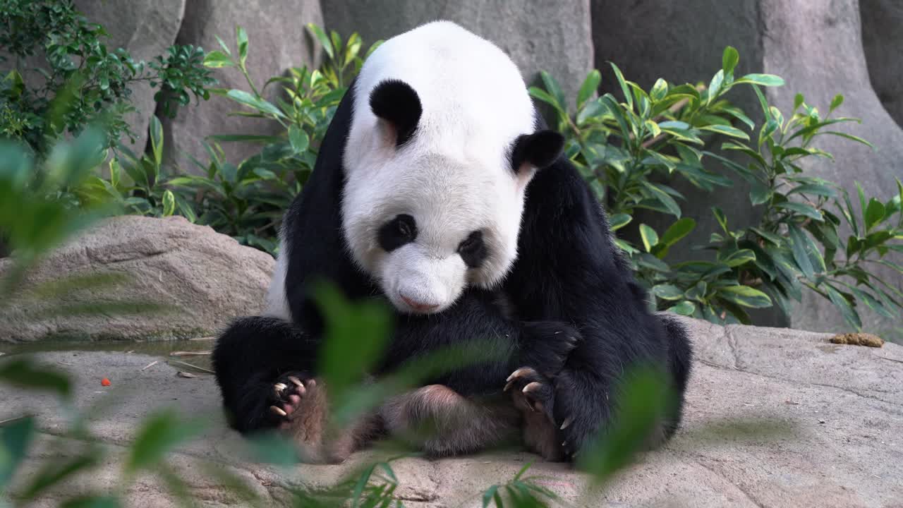 lindo panda gigante, ailuropoda melanoleuca con linda expresión facial, sentado en el suelo, sacando la lengua, bostezando con la boca abierta y dormitando a la luz del día