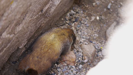 slow motion marmot exploring its environment