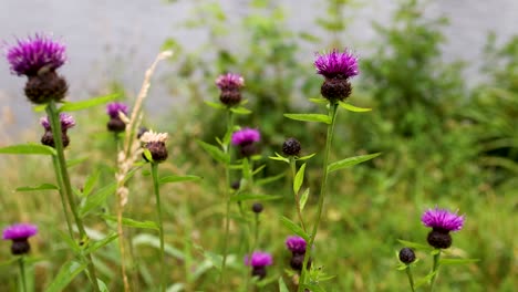 purple flowers in a lush green field