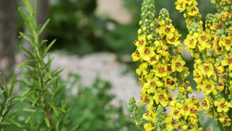 primer plano de las flores de mullein amarillas en el jardín