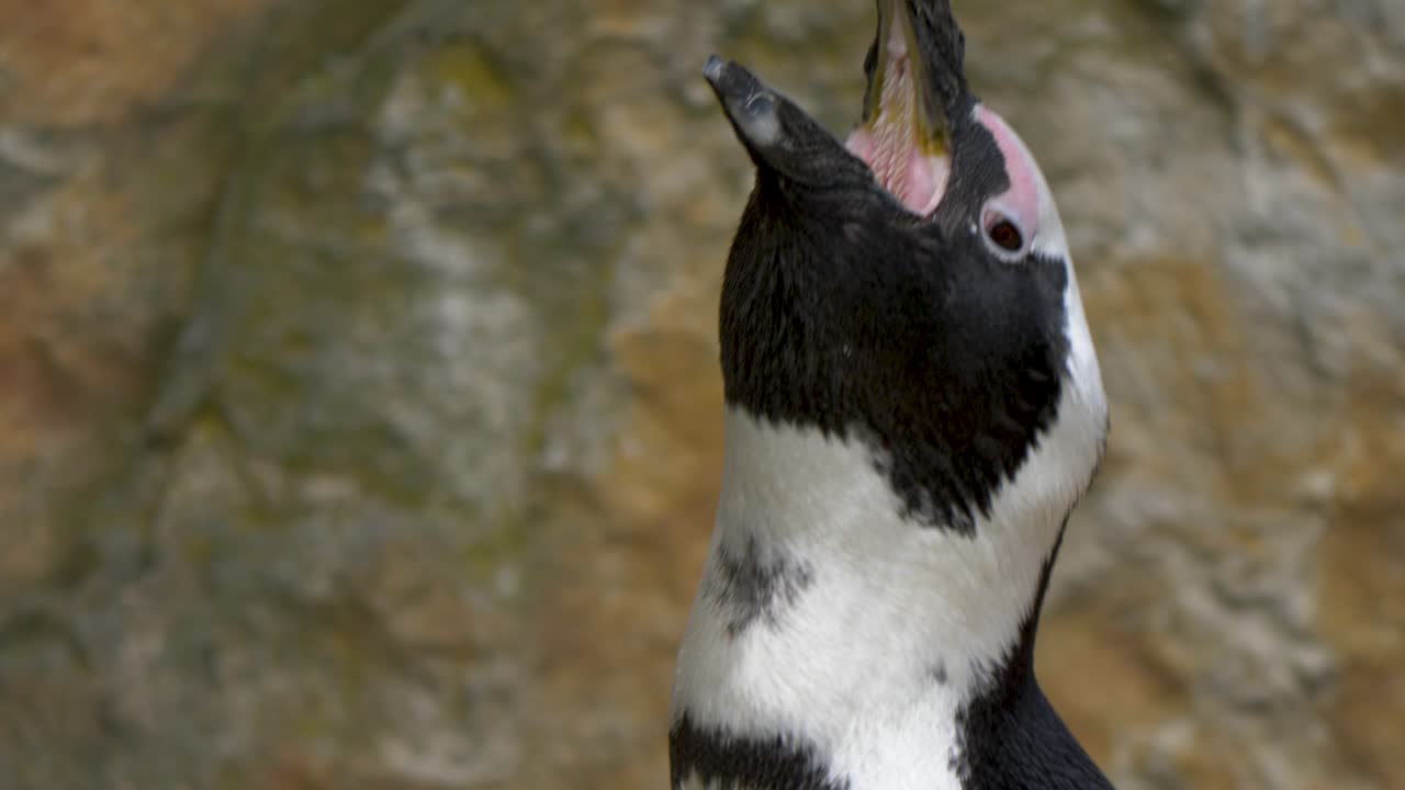 pingüino africano extendiendo su cuello abriendo su pico para rebuznar - cerrar