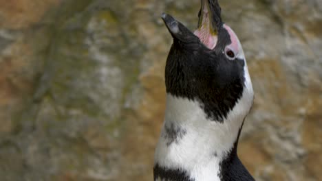 Afrikanischer-Pinguin,-Der-Seinen-Hals-Verlängert-Und-Seinen-Schnabel-öffnet,-Um-Zu-Brüllen---Nahaufnahme