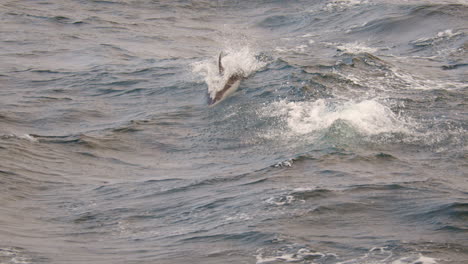 wide shot of dolphin leaping out of the water