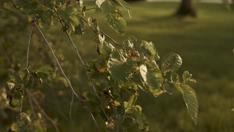 Sunlit-green-leaves-gently-swaying-in-the-breeze-on-a-sunny-day