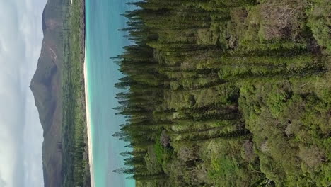 Vertical-aerial-parallax-over-columnar-pine-trees,-N’ga-Peak-in-background,-Isle-of-Pines