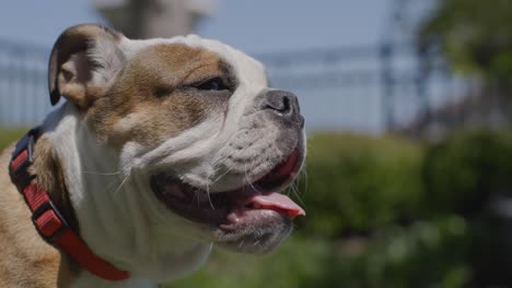 primer plano de bulldog inglés jadeando en un día de verano