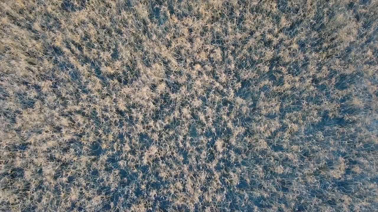 Reed stems swaying on the wind in the waters of a lake drone shot