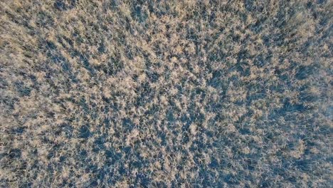 Reed-stems-swaying-on-the-wind-in-the-waters-of-a-lake-drone-shot