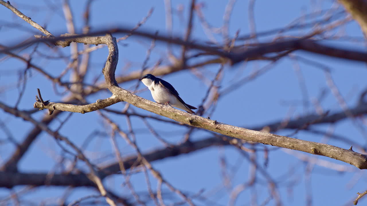 Slow motion shot of fighting and screaming purple martins battling for mating rights