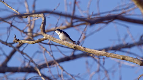 slow motion shot of fighting and screaming purple martins battling for mating rights