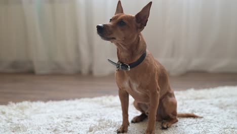 perro marrón sentado esperando instrucciones de su dueño en la alfombra del salón de casa.