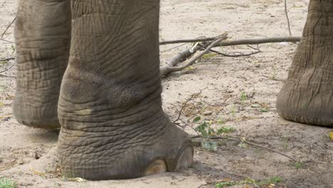close up view of the feet of an walking elephant