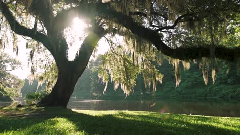 Sunrise-silhouette-of-a-live-oak-tree-with-Spanish-moss-on-the-branches-at-Middleton-Place-in-Charleston,-South-Carolina