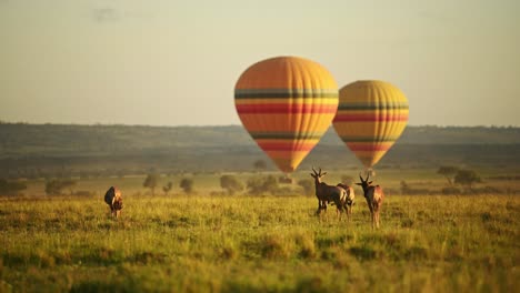 hot air balloon flight ride in masai mara africa, flying over wildlife and safari animals, topi on the savanna and plains at sunrise, unique amazing travel experience ballooning in kenya, maasai mara