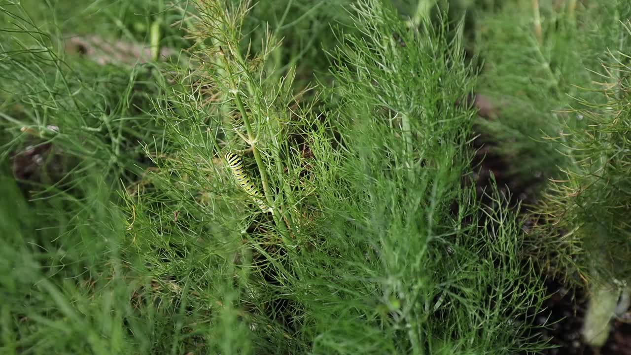 камуфляжный рисунок личинки бабочки восточной черной ласточки, питающейся пушистым зеленым укропом, купающейся в солнечном свете, скрывает гусеницу от хищников