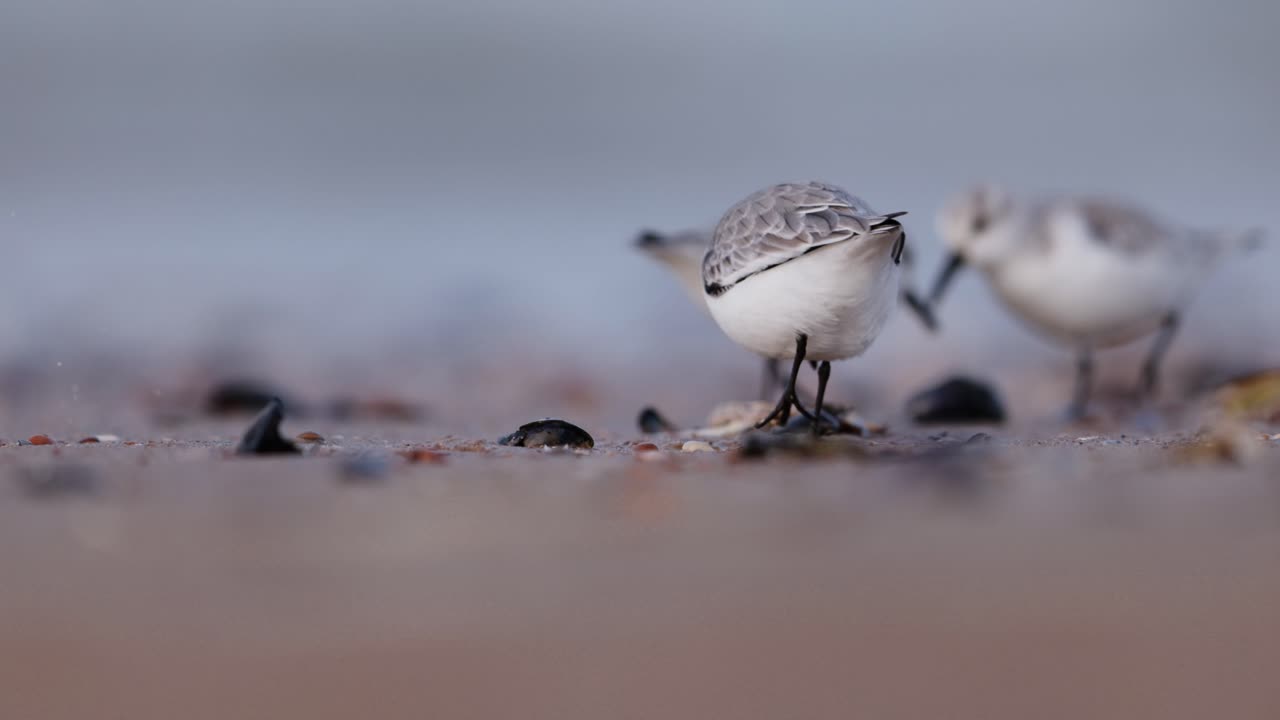 ploveras de nieve que se alimentan en la playa