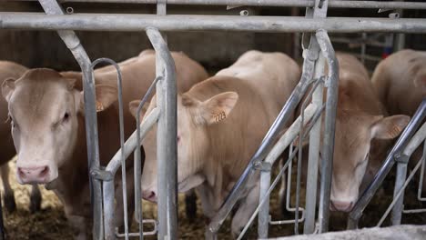 Young-Brown-Swiss-cows-on-grazing-stable-at-a-farm-in-France-with-numbered-eartags,-Medium-shot