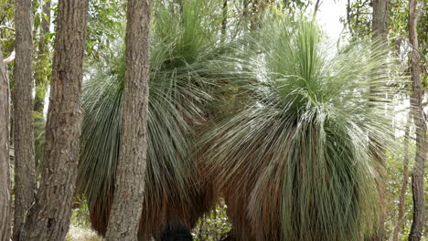 árbol de hierba con formaciones de hojas puntiagudas rodeado de eucaliptos australianos nativos