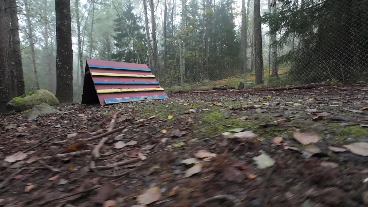 Dog running in slowmotion in a park. Low angle