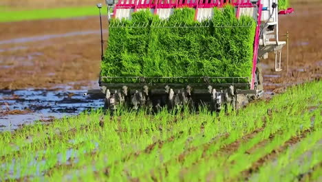 farmer using rice planter machine or transplanter tractor planting rice seedlings into paddy field