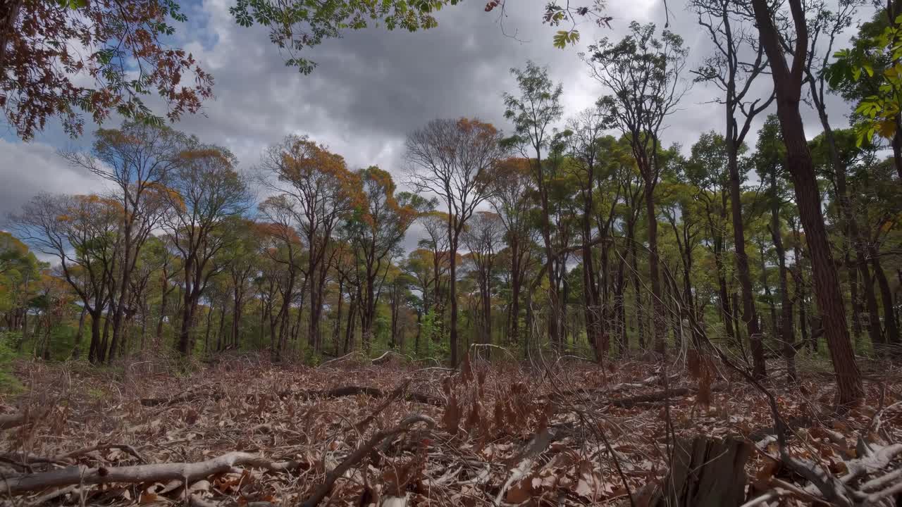 Una serena scena di una foresta catturata da un angolo basso, che mostra alberi imponenti e una vegetazione lussureggiante
