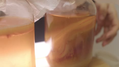 three different stages of scoby bacteria culture growth inside glass jars