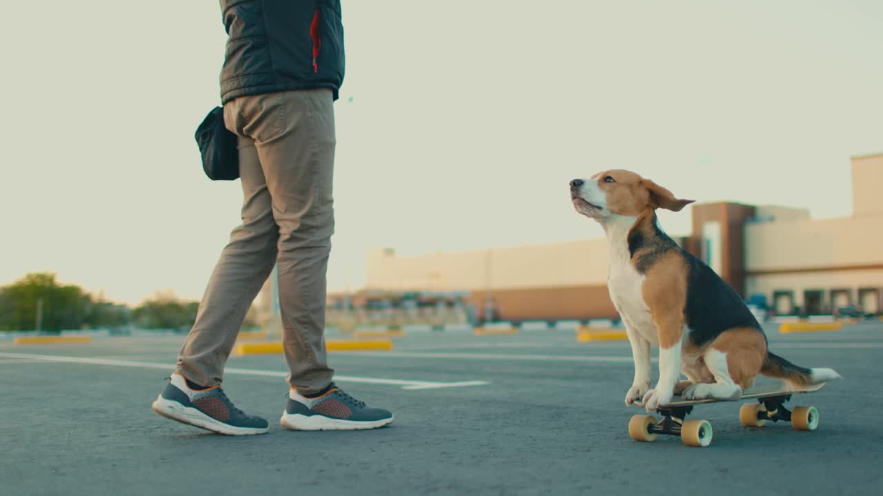 순종적 인 비글 기차는 주차장에서 주인과 함께 스케이트보드에 서 있습니다.