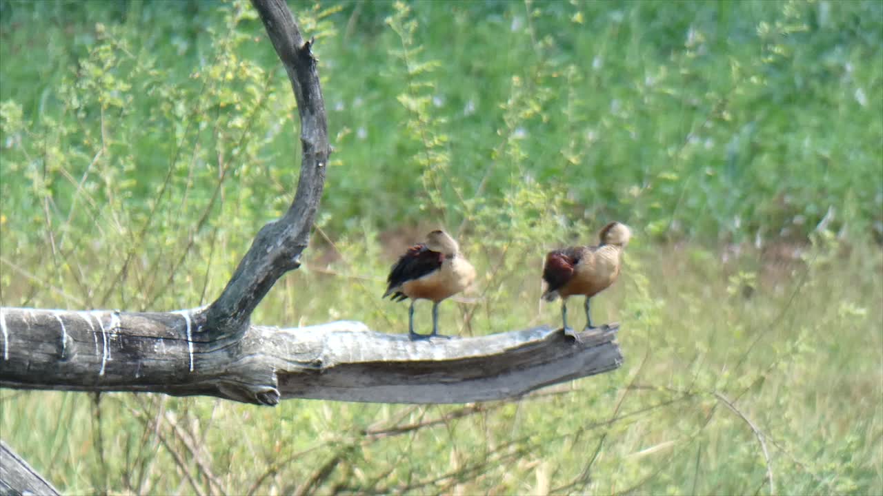 Lesser whistling duck ..