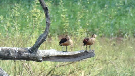 lesser whistling duck ..