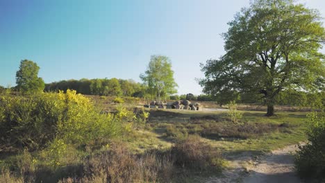 sunny heath landscape with stones and trees