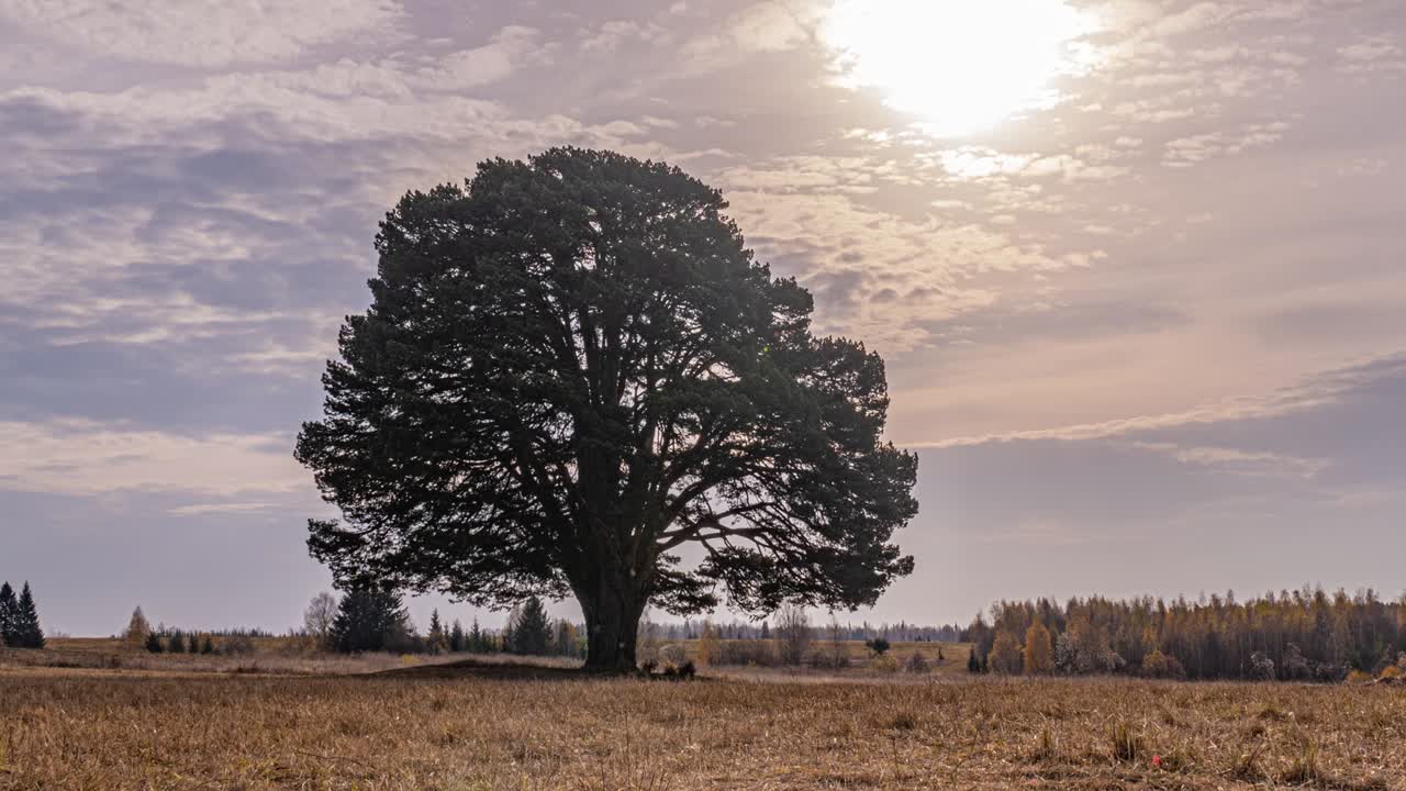 Hyperlapse around a lonely tree in a field during sunset, beautiful time lapse, autumn landscape, video loop