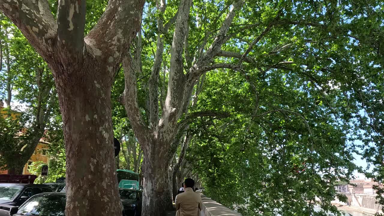 유럽 의 푸른 나무  에서 고 있는 사람