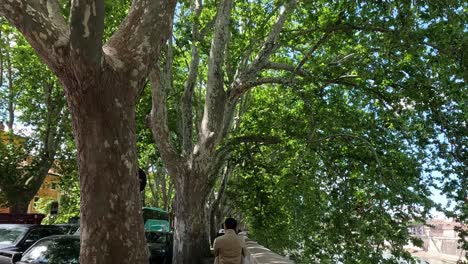 person walking under lush green trees in europe