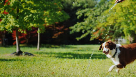 Lustiger-Hund,-Der-Mit-Einem-Gartenschlauch-Spielt,-Mit-Dem-Besitzer-Spielen-Und-Zusammen-Spaß-Haben