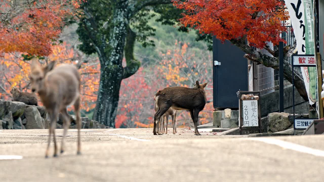 A beautiful scene of deer wandering along a quiet road in Nara Park, Japan, surrounded by vibrant autumn foliage.