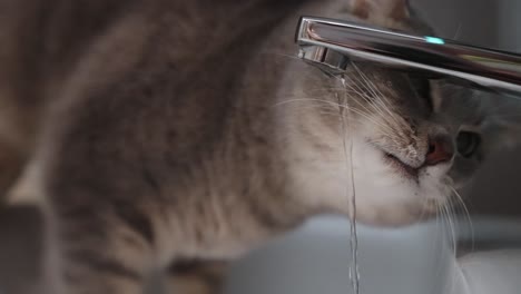 close up shot of beautiful cat drinking tap water from the faucet