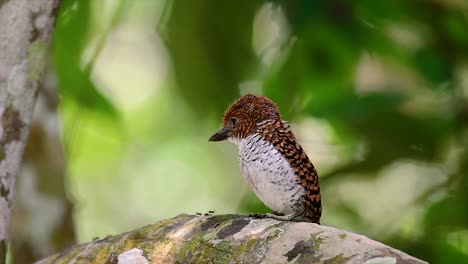 Ein-Baum-Eisvogel-Und-Einer-Der-Schönsten-Vögel-Thailands-In-Den-Tropischen-Regenwäldern