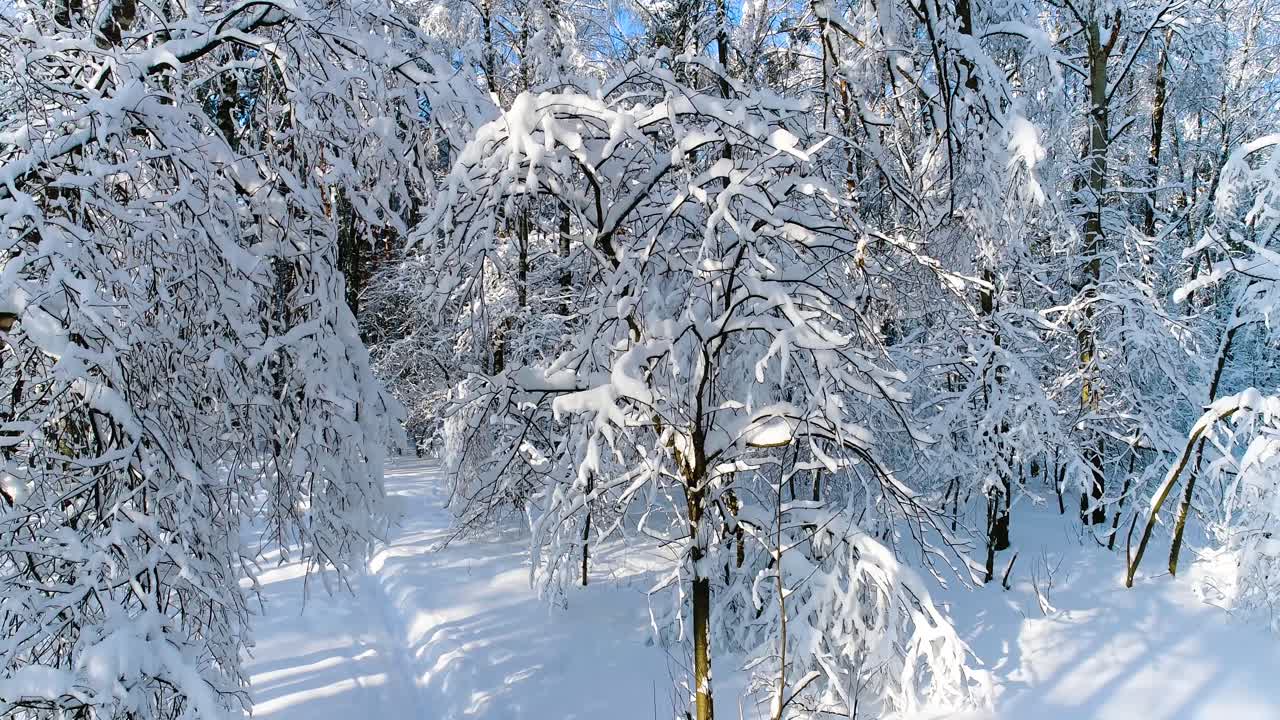 Ośnieżone gałęzie w lesie. Zimowe baśniowe tło.