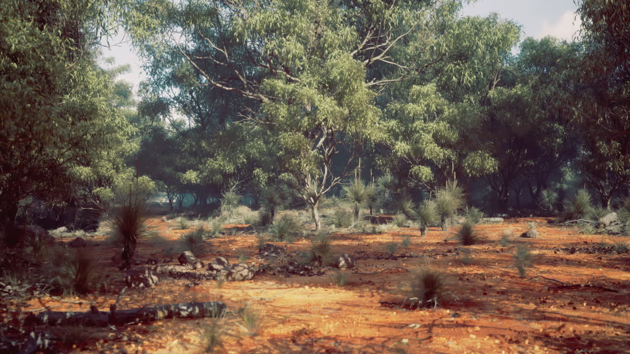 Natural landscape showcasing dense tree foliage and earthy ground with shrubs