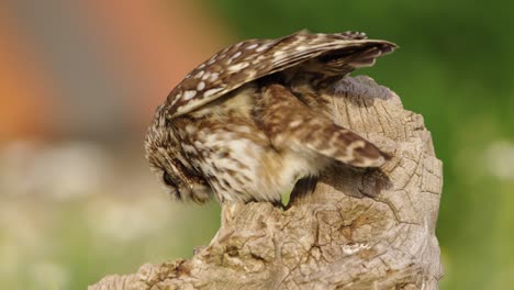 Steinkauz-Steenuil-Auf-Holzscheit-Springt-Hinunter,-Um-Zu-Essen