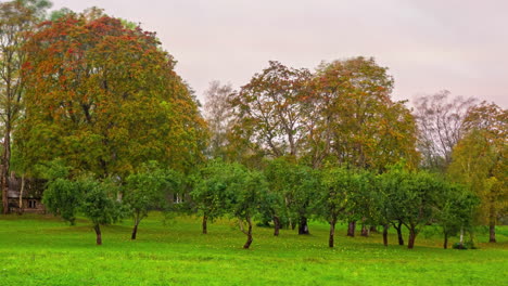 Los-árboles-En-El-Campo-O-En-El-Parque-Pasan-Por-Las-Cuatro-Estaciones:-Todo-El-Año.