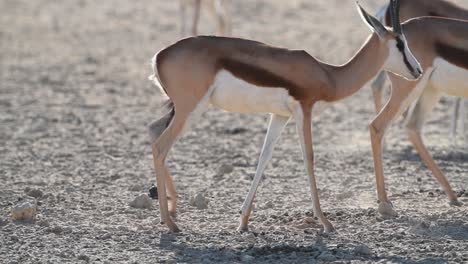 a herd of springbok walking through the frame in slow motion