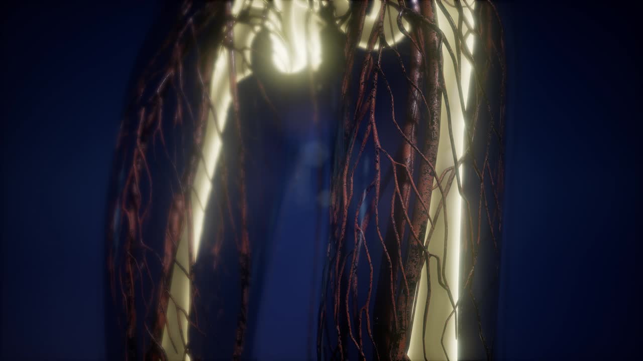 cuerpo humano con huesos esqueléticos visibles