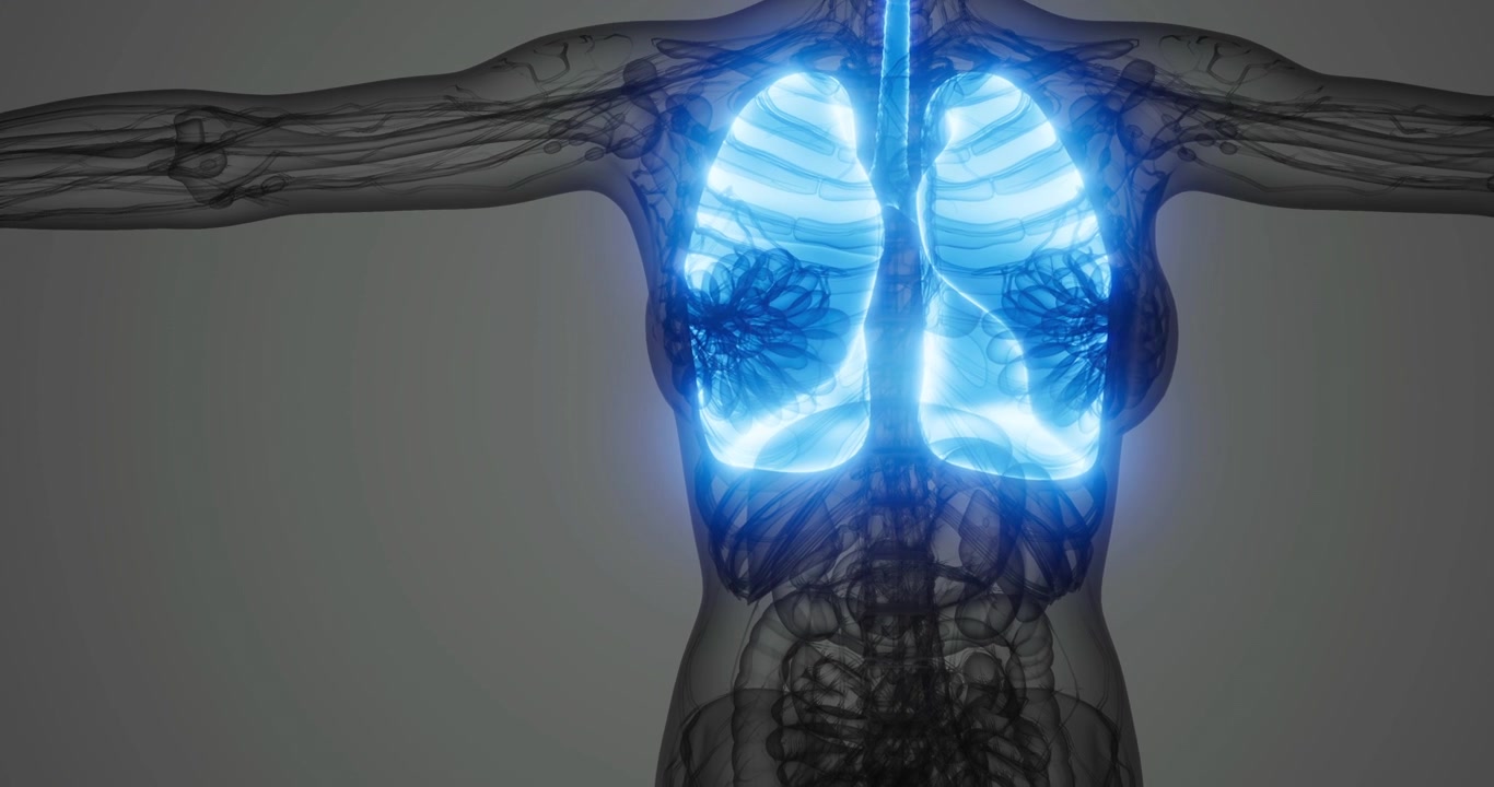 Lungs illuminated in a human anatomy illustration with transparent body