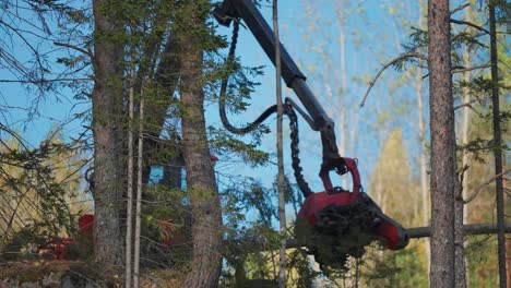 Una-Máquina-Maderera-Tala,-Desrama-Y-Corta-Los-Pinos-En-El-Bosque