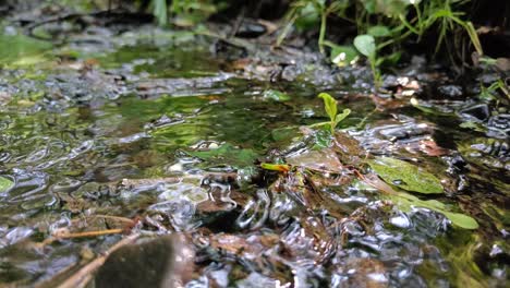 Grüne-Blätter,-Versunken-In-Einem-Bach-Mit-Fließendem-Wasser