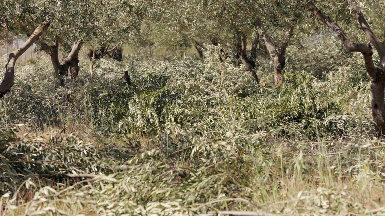 los residuos de la poda de los olivos se alejan.